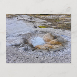 Carte Postale Printemps des coquilles dans le parc national de Y