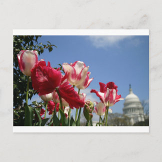 Carte Postale Printemps du Capitole américain