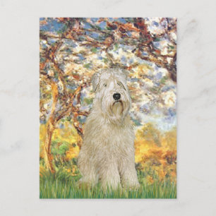 Carte Postale Printemps - Wheaten Terrier 7