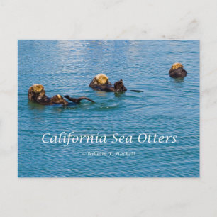 Carte Postale Produits California Sea Otter California
