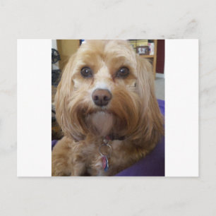 Carte Postale Produits Cavapoo ou Cavadoodle