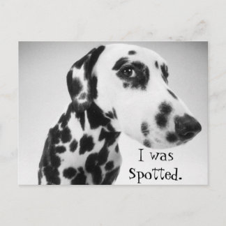 Carte Postale Produits dalmatiens