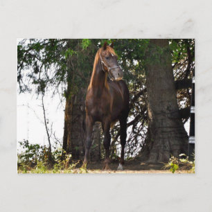 Carte Postale Produits Morgan Horse ! !