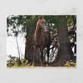 Carte Postale Produits Morgan Horse ! !