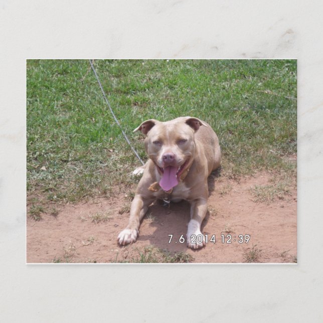 Carte Postale Produits Pit Bull (Devant)