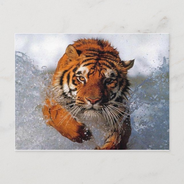 Carte Postale produits tigres (Devant)