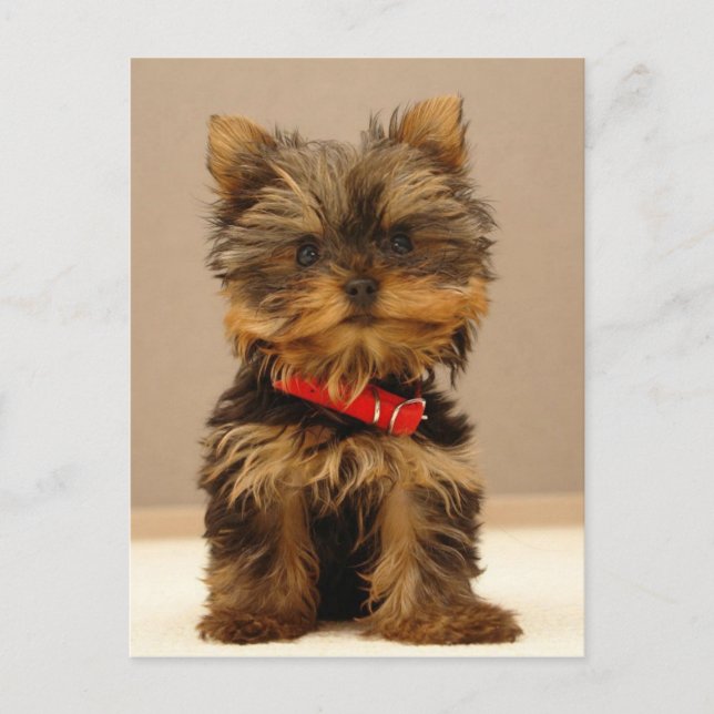 Carte Postale Produits Yorkie (Devant)
