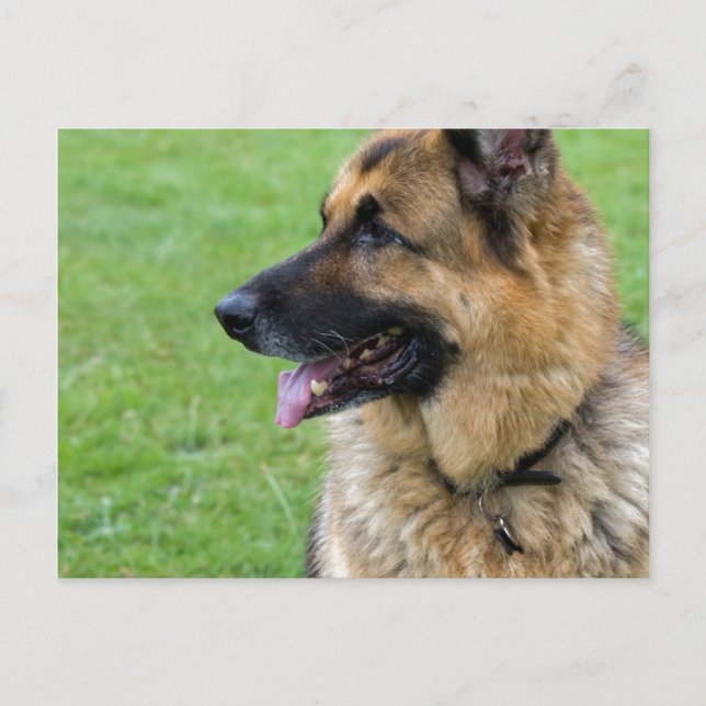 Carte Postale Profil berger allemand (Devant)
