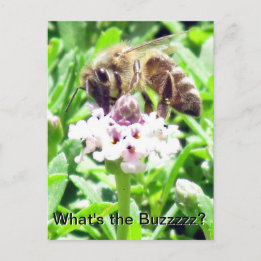 Carte postale - Profil d'abeille à miel