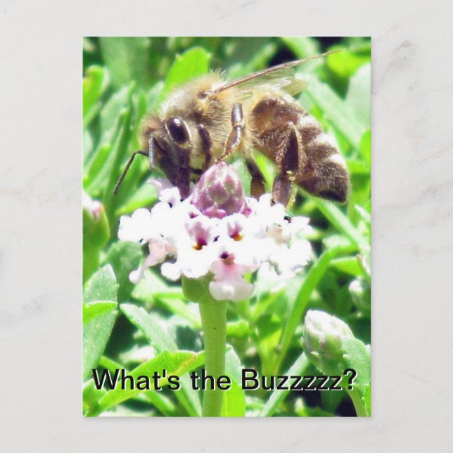 Carte postale - Profil d'abeille à miel (Devant)