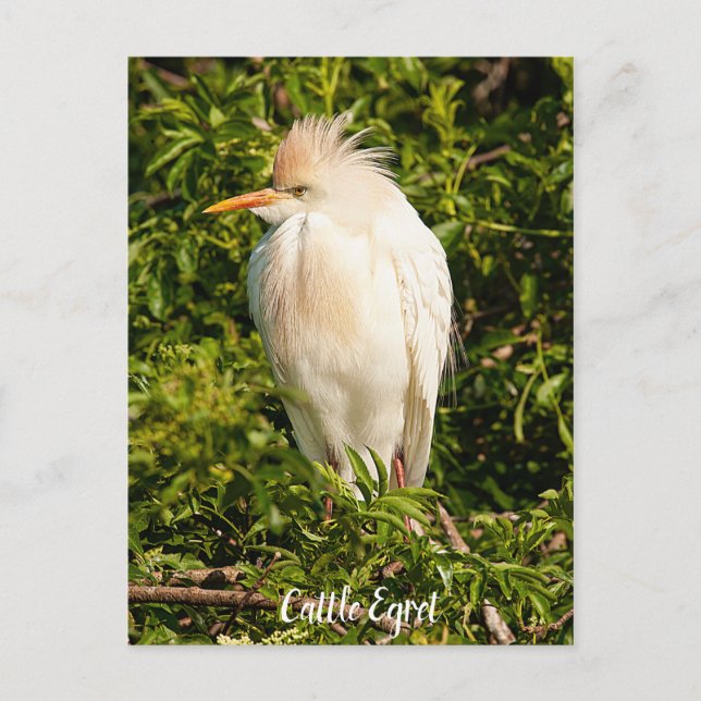 Carte postale Profil de bétail (Devant)