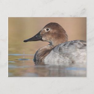Carte Postale Profil de canard à canard à canard