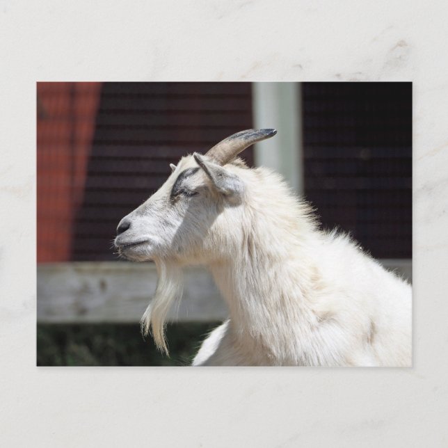 Carte Postale Profil de chèvre blanche mûre photo (Devant)