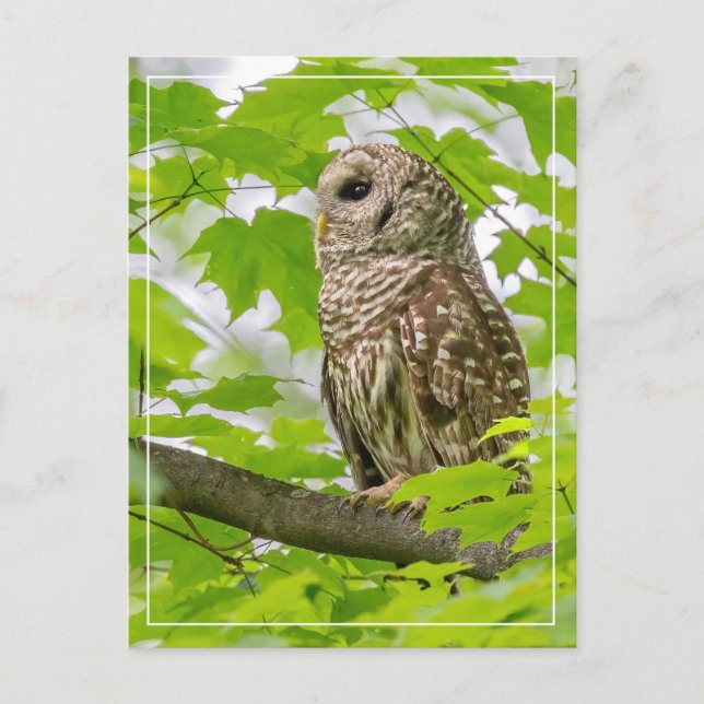 Carte Postale Profil de Chouette barrée (Devant)