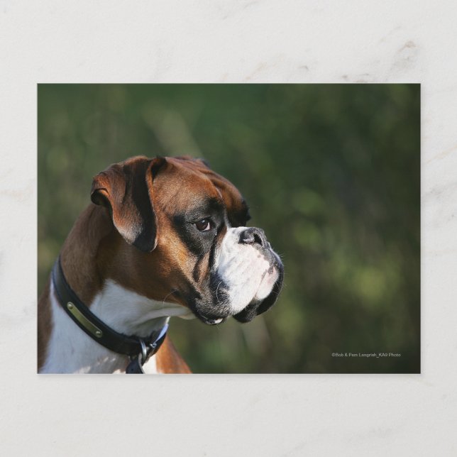 Carte Postale Profil de côté de chien de boxeur (Devant)