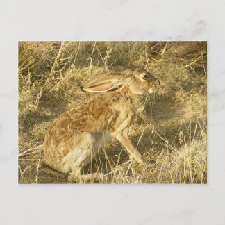Carte Postale Profil de coucher de soleil Jacklapin