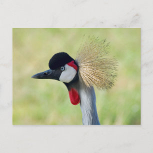 Carte Postale Profil de Grue couronnée grise