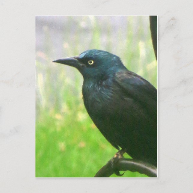 Carte Postale Profil de suivi (Devant)