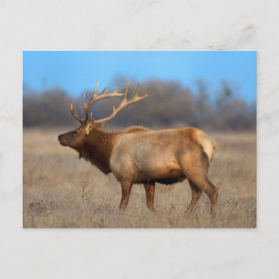 Carte Postale Profil d'élan en automne