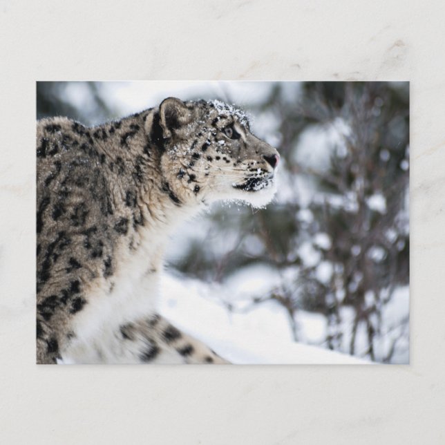 Carte Postale Profil du léopard des neiges (Devant)