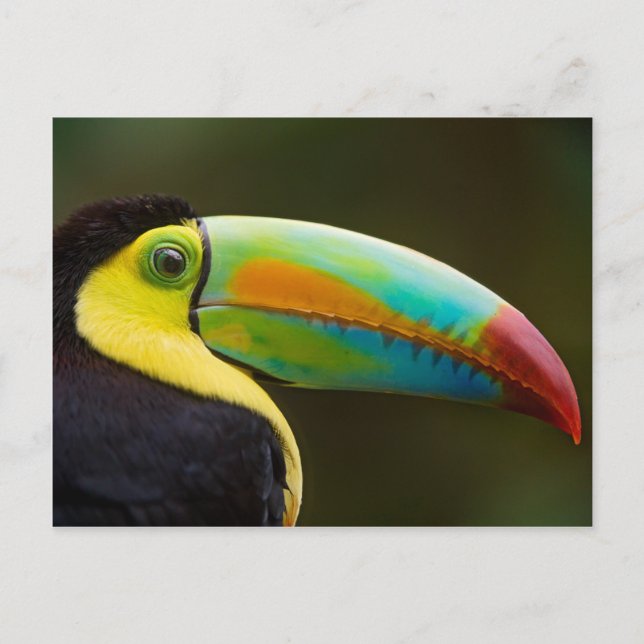 Carte Postale Profil d'un toucan Quille-affiché (Devant)