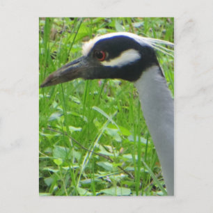 Carte Postale Profil Heron