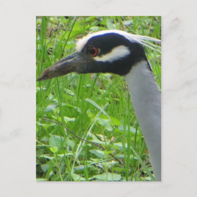 Carte Postale Profil Heron (Devant)