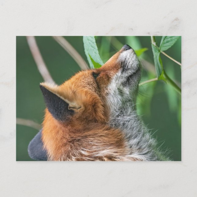 Carte Postale Profil Red fox (Devant)
