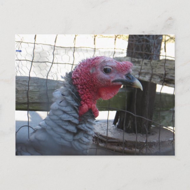 Carte Postale Profil turc (Devant)