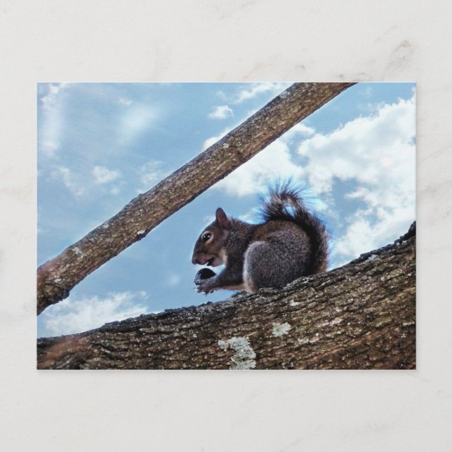 Carte Postale Profiter d'une noix (Devant)
