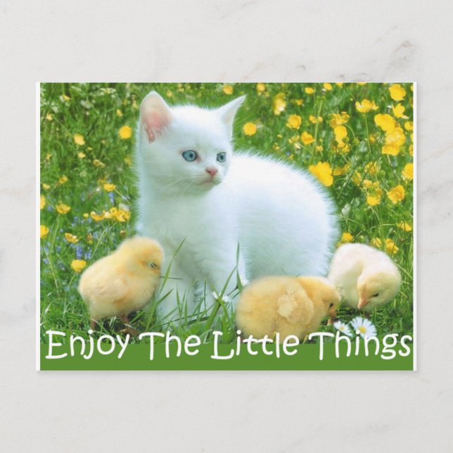 Carte Postale Profitez Des Petites Choses De Beaux Animaux (Devant)