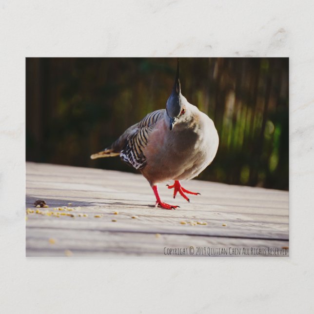 Carte Postale Promenade (Devant)