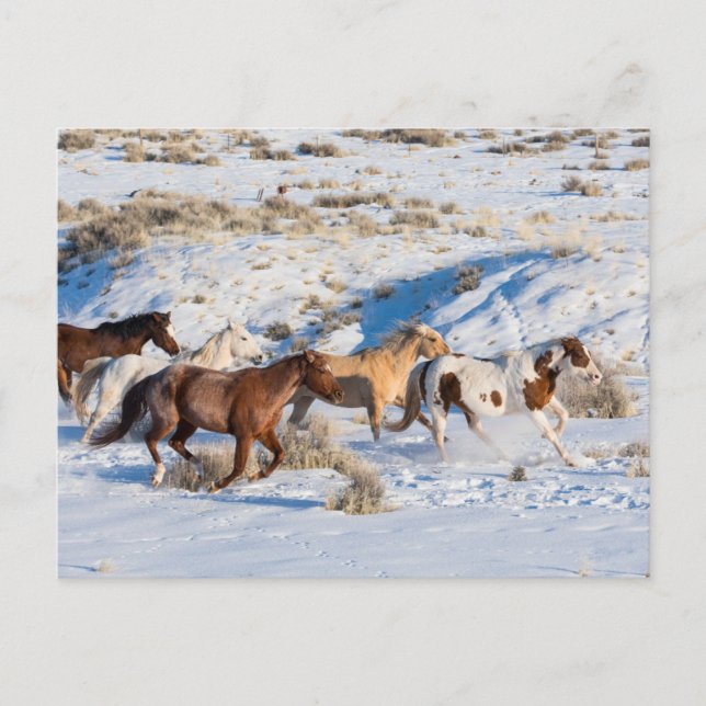 Carte Postale Promenade à cheval en hiver sur Hideout Ranch (Devant)