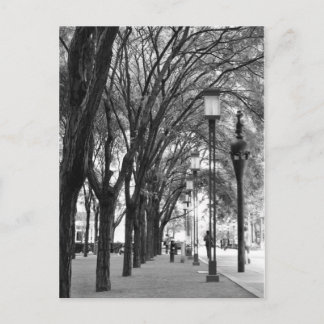 Carte Postale Promenade bordée d'arbres de New York