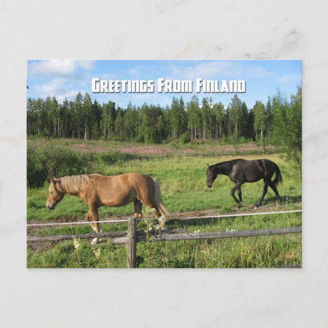 Carte Postale Promenade dans la campagne finlandaise (Devant)