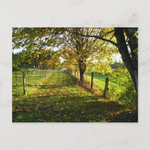 Carte Postale Promenade d'automne