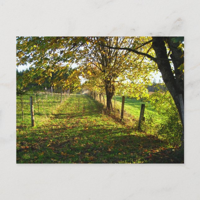 Carte Postale Promenade d'automne (Devant)