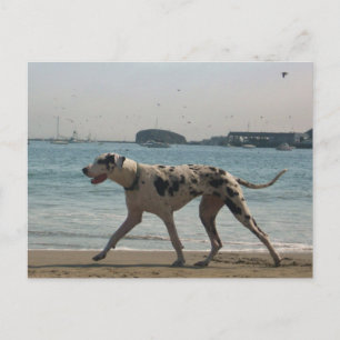 Carte Postale Promenade de l'après-midi III