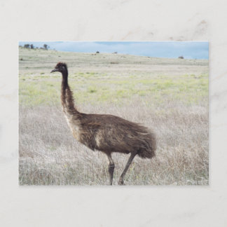 Carte Postale promenade emu