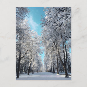 Carte Postale promenade hivernale dans le parc