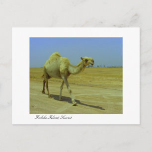 Carte Postale Promenade sur la longue route - Camel sur l'île de