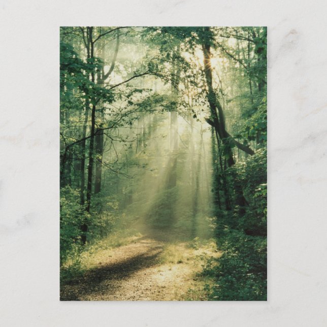 Carte Postale Promenade tranquille (Devant)