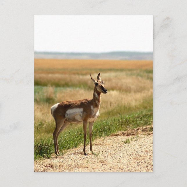 Carte Postale Pronghorn Antelope (Devant)