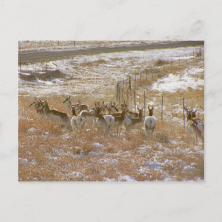 Carte Postale Pronghorn Mob