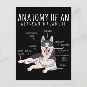 Carte Postale Propriétaire de chien drôle de Malamute d'Alaska