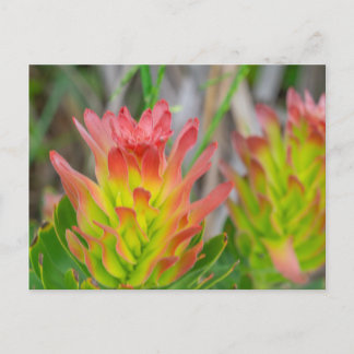 Carte postale - Protea à Kirstenbosch