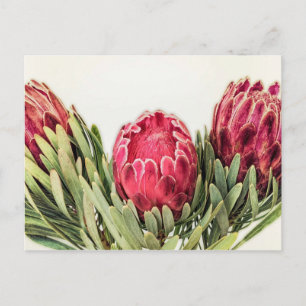 Carte Postale Protea Flower Afrique du Sud