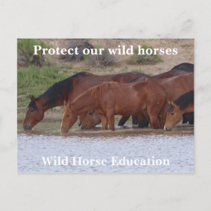 Carte Postale Protégez nos chevaux sauvages