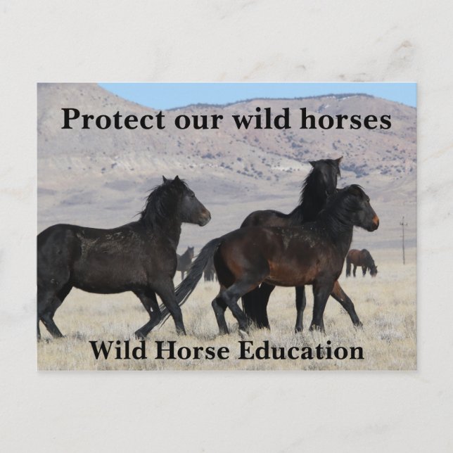 Carte Postale Protégez nos chevaux sauvages (Devant)