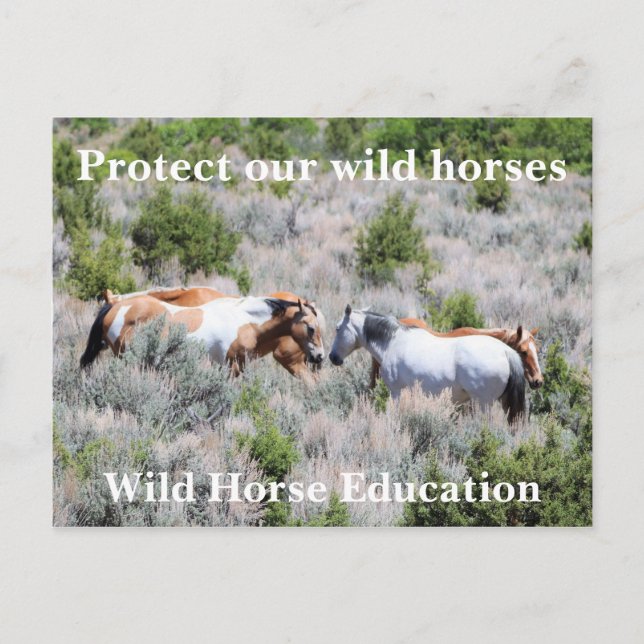 Carte Postale Protégez nos chevaux sauvages (Devant)